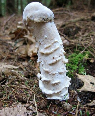 Penis Mushroom
